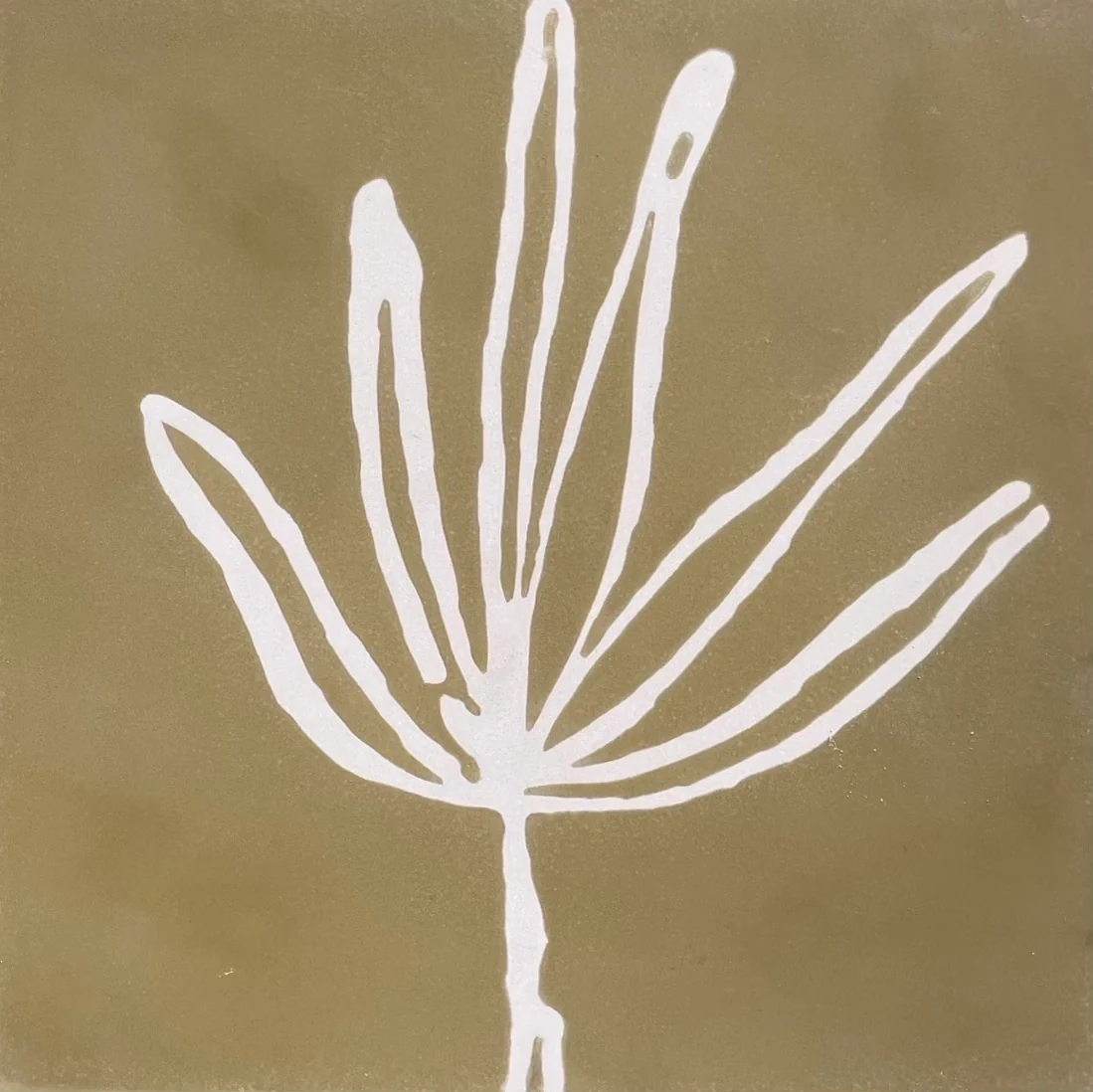 agave // box of 13 // indio x - Image 2