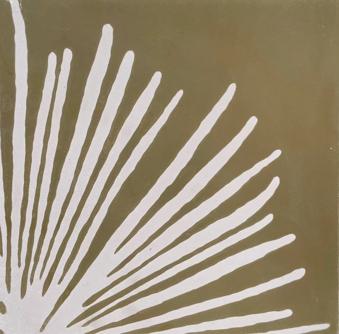 yucca // box of 13 // indio x