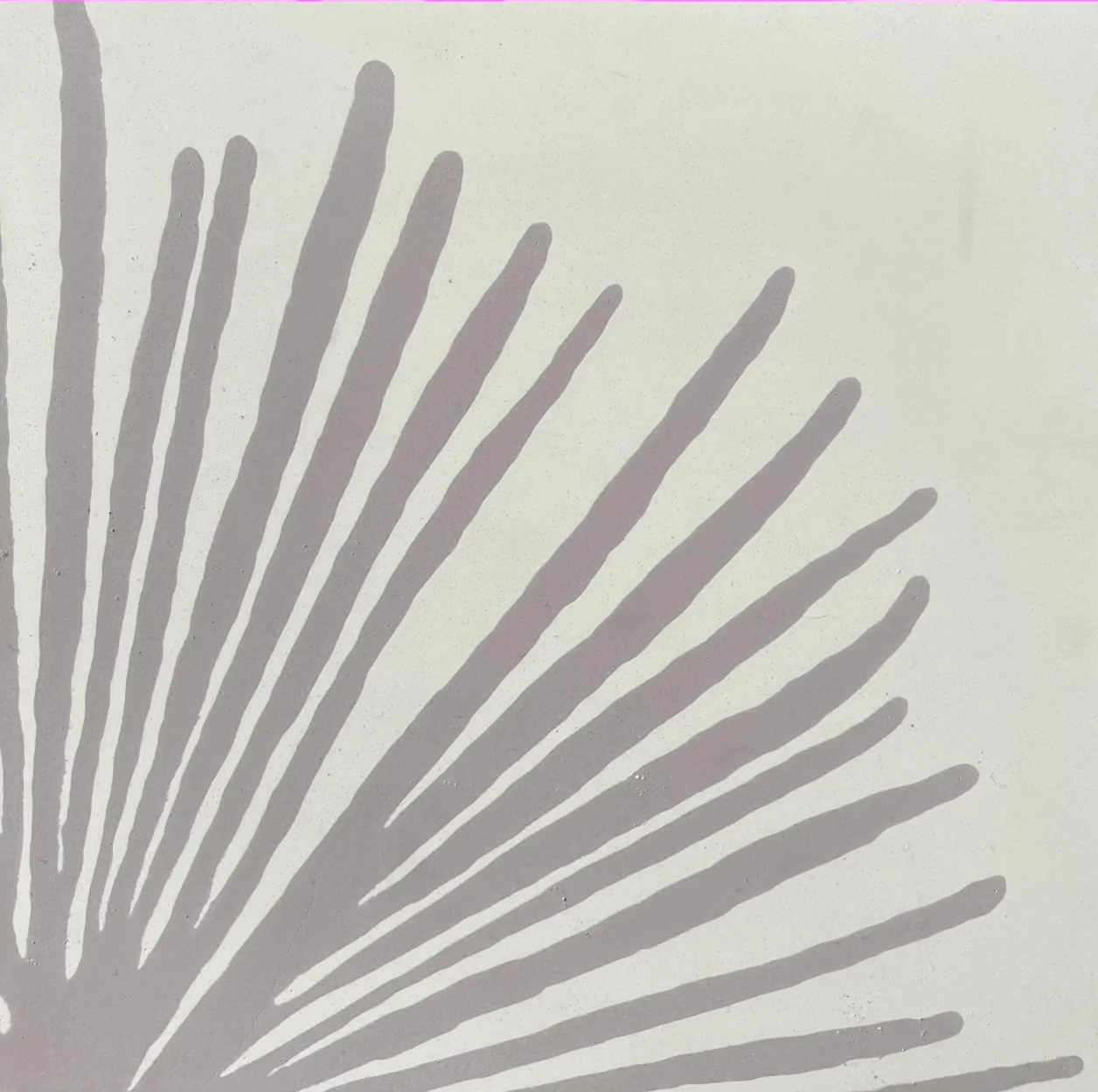yucca // box of 13 // indio x - Image 4